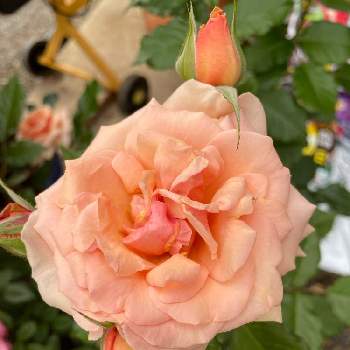 素敵な花色の画像 by 芙蓉さん | 香りが素晴らしいと❤️薔薇に癒されてとばら バラ 薔薇と薔薇フレグラント・アプリコットと薔薇の季節到来と素敵な花色