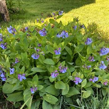 virginia blue bell(バージニアブルーベル)の画像 by sasukemama(Tomoko Henty）さん | 広い庭と春のお花と緑のある暮らしと花のある暮らしとアメリカ在住とvirginia blue bell(バージニアブルーベル)と野生植物