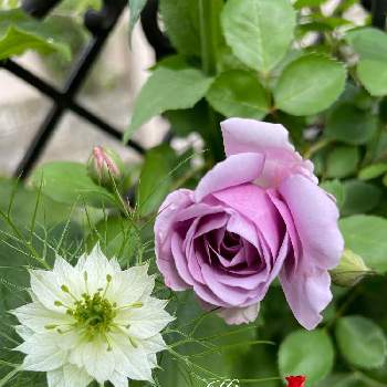 ツル薔薇の画像 by キララさん | 小さな庭とニゲラの花と薔薇レイニーブルーとお花に癒されてとパープル色と素敵な色とツル薔薇と花のある暮らしとうっとり〜♡と花姿が魅力的と名脇役さんとパープル色の花