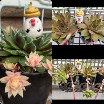 アンジェリカの投稿画像一覧 Greensnap グリーンスナップ