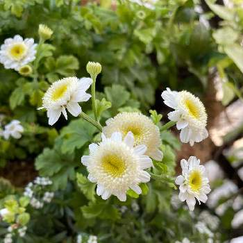 植物が好き♡の画像 by ユーリさん | バルコニー/ベランダとマトリカリアとアリッサムとG,Sの皆さんに感謝と植物が好き♡と花に惹かれて癒されると優しい雰囲気の花と花に癒される日々と白い花♡