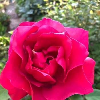 元気モリモリの画像 by ぶうちゃんさん | バラと毎年咲いてくれるとバラ大好きとお家園芸と元気モリモリと赤い花と大好きな花と赤い薔薇♡