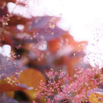 なんとなく幸せの画像 by rodemさん | お出かけ先とスモークツリーと公園にてと平和への祈り♡と横浜と植物に感謝と植物を愛でる♡と今年もありがとうとなんとなく幸せと花のあるおうち時間キャンペーンとガーデンネックレス横浜2022コンテスト