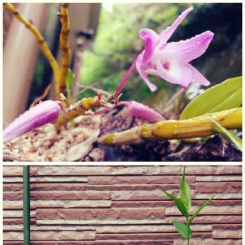 洋らんの画像 by ｾﾝﾄﾎﾟｰﾘｱ★418さん | 小さな庭とグロリオサとかわいいと芽が伸びてるとさいた✨と洋らん