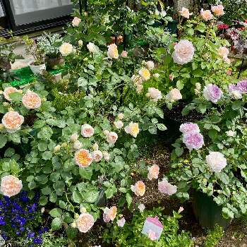 バラ ブルームーンストーンの画像 by poohさん | 小さな庭とバラ ブルームーンストーンとクール・ドゥ・ナクレとキュンキュン乙女倶楽部とばら バラ 薔薇と毎日ローズショーと綺麗といい香りとバラが好き