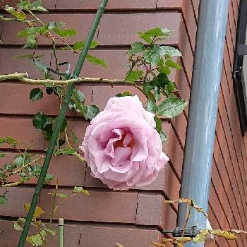 バラ科バラ属の画像 by Uzuki1957さん | お出かけ先とバラ(薔薇)と淡いピンクのお花と可愛いお花と自転車で散策とよそ様の玄関先と美しいお花とバラ科バラ属