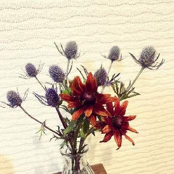エリンジウム,ルドベキア,観葉植物,花瓶,今日のお花の画像