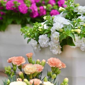 花好きさんと繋がりたいの画像 by e.e.e.flower（emi）さん | 小さな庭とサントリーフラワーズとサフィニア フリルピンクとカーネーションカーニバルとサフィニアフリル　ホワイトと開花とサンフラビトとオレンジ最強と花好きさんと繋がりたいとサンフラマニアとサントリー フラワーズとおうち園芸とシンプルとサントリーとピンクとガーデニング初心者と花いろいろとフリフリと花のある暮らしとオレンジと優しい色と花と生きるサントリーとサンフラアンバサダー2022と定植と肥料