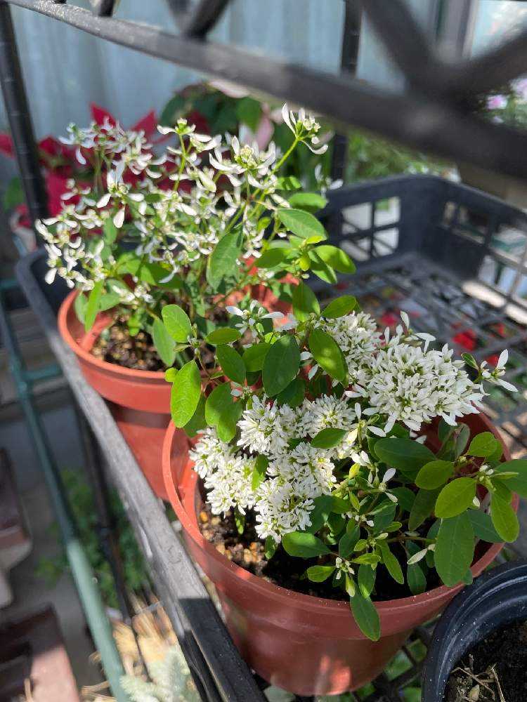 夏秋花の冬越しその後 完結編❁✿✾ 5/14｜🍀GreenSnap（グリーン