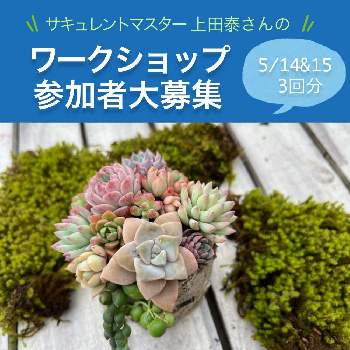 多肉植物 寄せ植え,多肉植物,福岡市,上田　泰,一人一花の画像