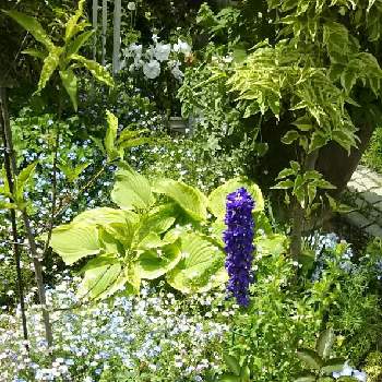 ギボシの画像 by シュシュさん | 小さな庭とデルフィニウムと金魚草と忘れな草とギボシとおうち園芸