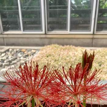夢の島熱帯植物館の画像 by ヤンビビさん | お出かけ先とセンコウハナビとビックリ！！と名前がそのまんまと珍しいと面白いと赤い花と夢の島公園と可愛いと夢の島熱帯植物館