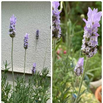 格安人気 根付き苗 Ld23 可愛い素敵な香りの花が咲くラベンダー デンタータ 植物 観葉植物