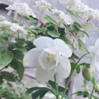 ホワイトガーデンの画像 by カエキチューリップさん | 小さな庭と深山オダマキとコデマリ ピンクアイスとおうち時間とナチュラルガーデンとホワイトガーデンと花のある暮らしと白い花