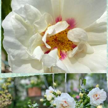 暮らしに花をの画像 by りら❀さん | 小さな庭とバラ　フォルツァと薔薇♡とウクライナに平和をとお花を楽しむとバラのある暮らしと京成バラ園芸とGSに感謝。と暮らしに花をとバラを楽しむ
