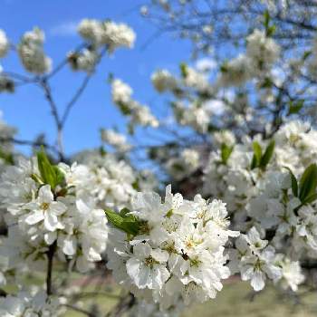 白い桜 の一覧 Greensnap グリーンスナップ