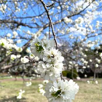 白い桜 の一覧 Greensnap グリーンスナップ