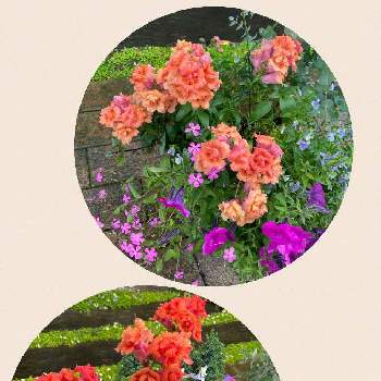 金魚草☆の画像 by コスモスラブさん | 小さな庭と寄せ植えと雨降りの日と金魚草☆と日陰庭