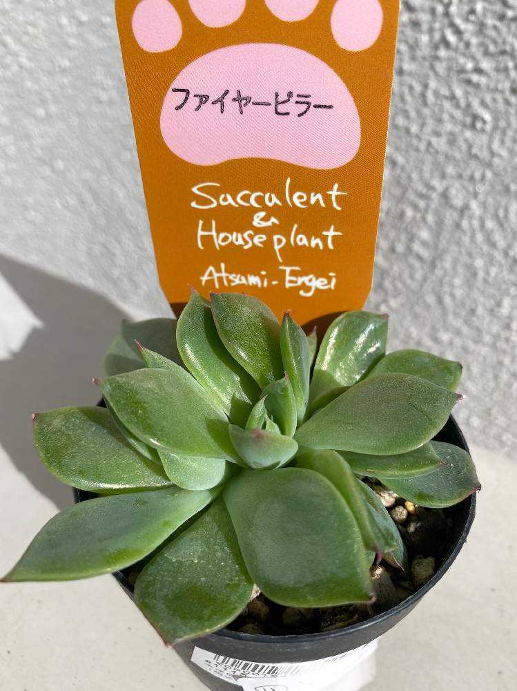 ファイヤーピラー 徒長多肉ちゃんの成長の記録｜🍀GreenSnap（グリーン