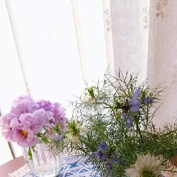 パンジー・パルムディールの画像 by ウニ子さん | 部屋とパンジー・パルムディールとニゲラとお気に入りと雨の一日…と可愛いお花と春やねぇ…とお花のある暮らしとspringと爽やかと明るくとおうちフラワー