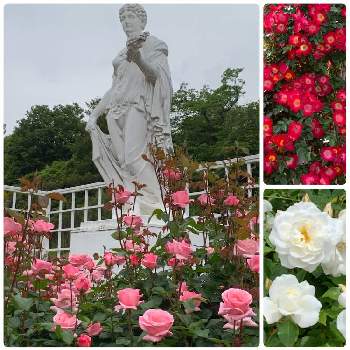 薔薇クイーンエリザベスの画像 by ささりんさん | お出かけ先とバラ・カクテルとピンクアイスバーグとアイスバーグと薔薇ノックアウトとパパメイアンと薔薇クイーンエリザベスとクイーンエリザベスとバラ園とお花大好き♡とピンクの花と植物大好きと生田緑地ばら苑と殿堂入りバラと赤い花と可愛いと白い花