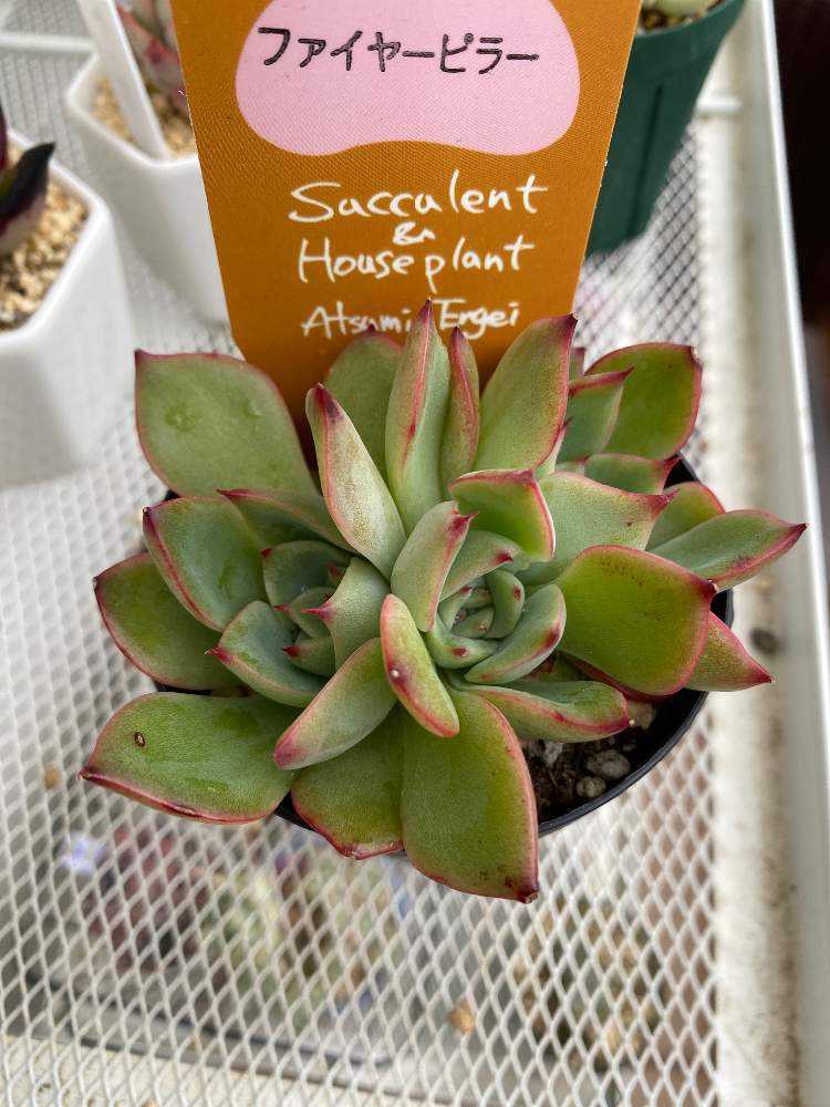 ファイヤーピラー 徒長多肉ちゃんの成長の記録｜🍀GreenSnap（グリーン