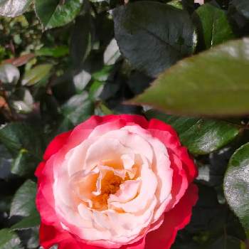 薔薇 ノスタルジーの画像 by 3000さん | 小さな庭と薔薇 ノスタルジーとばら バラ 薔薇とおうち園芸