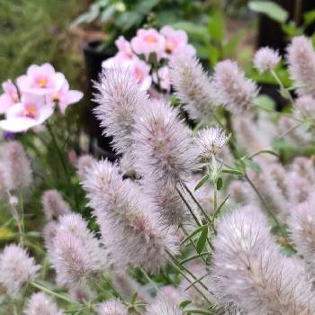 ディアシア ダーラの画像 by ららりらさん | 小さな庭とトリホリューム バニーズとディアシア ダーラと木曜モフモフとお花大好きとシロツメグサの仲間と平和を願う☆とうすピンク色とお花は癒し