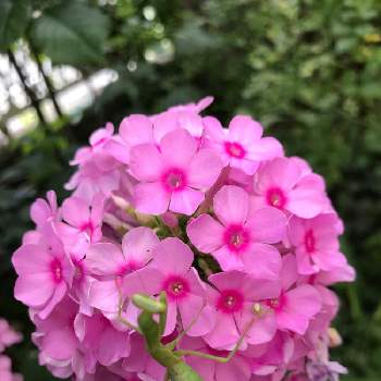 毎日ピンクの日の画像 by アンナプルナさん | 広い庭とフロックスと毎日ピンクの日とno more warとマイガーデンとチーム・ブルーno.129と今日のお花とちっちゃいものクラブとピンクワールドへ ようこそと花のある暮らしとチーム・ブルー