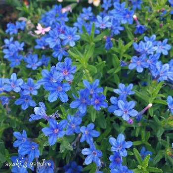 ブルーの画像 by あずきさん | 小さな庭とミヤマホタルカズラとみどりのある暮らしとブルーとマイガーデンと花ざかりと今 庭！と花のある暮らしと庭時間