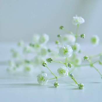 canonの画像 by こもひささん | 部屋とカスミソウとcanonと可愛い〜♡と白いお花と可愛いとかすみ草。と小さい花と花のある暮らしと白い花とお花は癒しと小花好きとカスミソウ。と花フォト