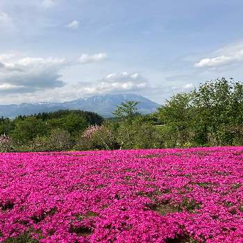 ナチュラルの画像 by yokoさん | お出かけ先と芝桜とピンクの花と春の風景と癒しと桜フォトコン2022と植中毒とナチュラルと風景と花のある暮らしと小さな花
