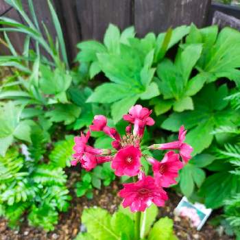 ペレニアルガーデンの画像 by cogihimeさん | 小さな庭とクリンソウと宿根草の庭とペレニアルガーデンと旭川と花のある暮らしと春の足音