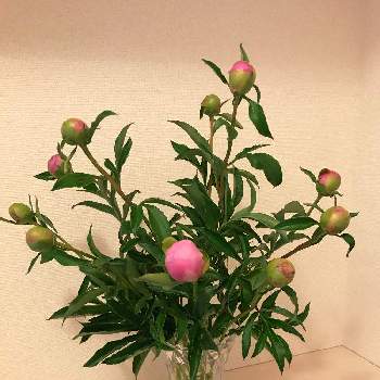 切花の画像 by モコさん | 玄関と芍薬と切花と芍薬♡