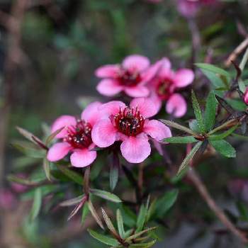 ニュージーランド原産の投稿画像一覧 Greensnap グリーンスナップ