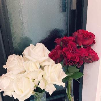 ベルサイユのばら オスカルフランソワの画像 by れいちるさん | 窓辺とバラ ドンファンとベルサイユのばら オスカルフランソワとお気に入りと私の癒しと白薔薇.と私の宝物～❤と毎年咲くと小さな小さな庭と花のある暮らしと白い花大好きと赤い薔薇♡