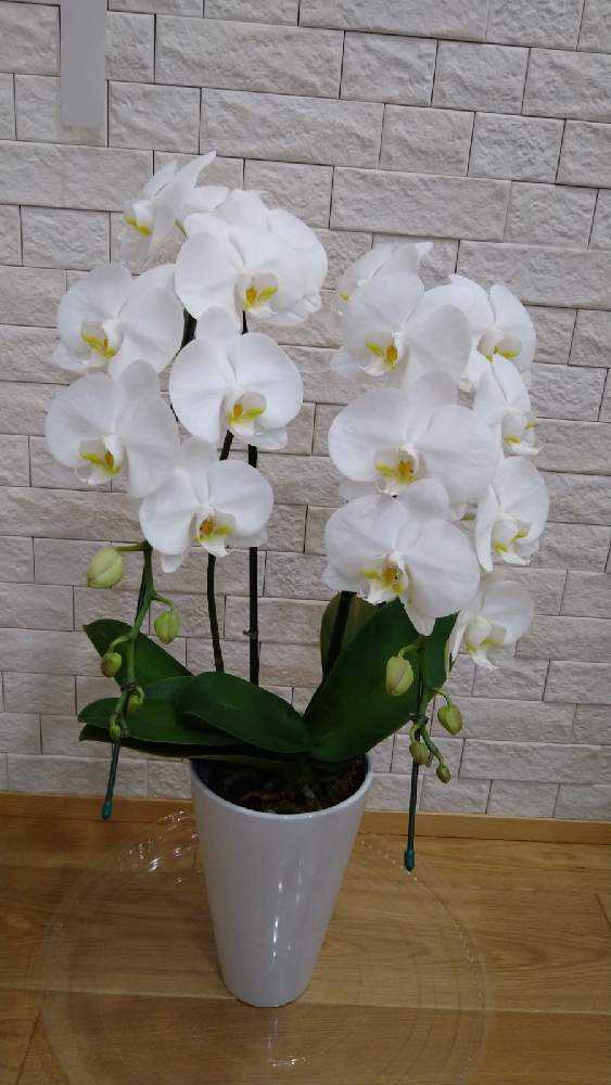 現在つぼみ多めです 洋蘭の鉄人 森田さんが育てた胡蝶蘭5本立ち 50リン前後 ピンク つぼみ含む