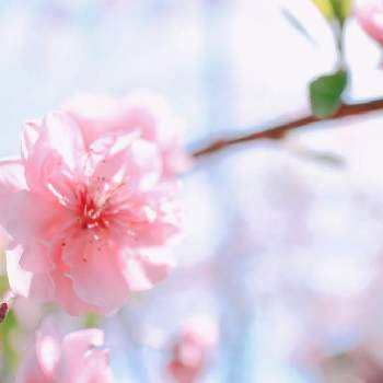 桃の花の画像 by sakaさん | 広い庭と桃の花と春のお花と庭の花と春の訪れとおうち園芸と庭木と鮮やか と花のある暮らし