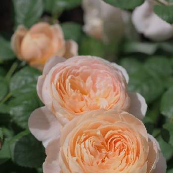 クイーン・オブ・スウェーデンの画像 by chippiさん | 小さな庭とバラとクイーン・オブ・スウェーデンとバラはいいなぁとバラのある暮らしと花の15年組とガーデニングと花のある暮らしとER