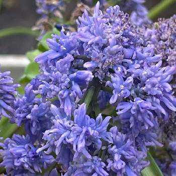 八重咲きの画像 by ナルママさん | 小さな庭と八重咲きムスカリと八重咲きと花のある暮らしと紫色大好きと初めての出会い