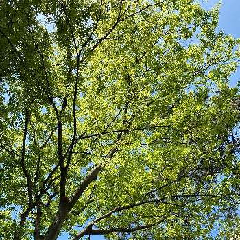 青空の下の画像 by わっちぱな！さん | お出かけ先と新緑と青空の下と木漏れ日とライムグリーン