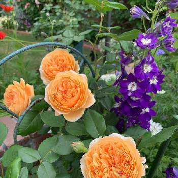 バラクラウンプリンセスマルガリータの画像 by のどかさん | 手作りの庭と薔薇♪と デルフィニウムとバラクラウンプリンセスマルガリータ
