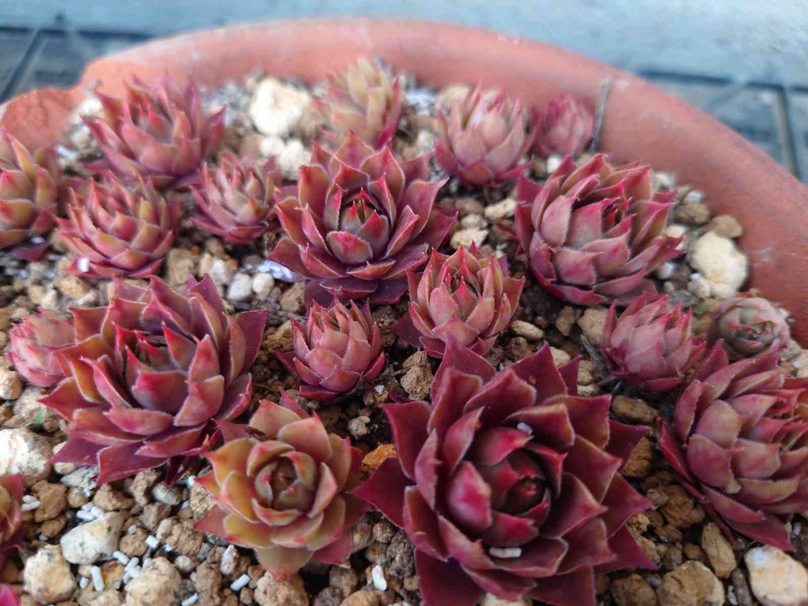 エルグレコ♥️の一覧｜🍀GreenSnap（グリーンスナップ）