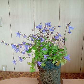 青紫の花の画像 by WASEIさん | 棚と鉢は益子焼きと枝咲きキキョウ❀と可愛い〜♡と癒されてと青紫の花と山野草だ***い好きと和を感じてとスマホ撮りと鉢植え。