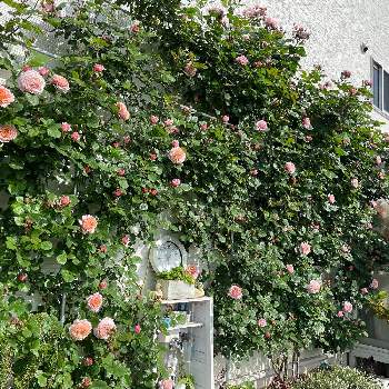 強健種の画像 by ラックスさん | 広い庭とパートナーと強健種と強香とシュラブと薔薇のある家と四季咲バラ