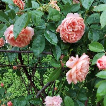 コレッタの画像 by なごちゃんさん | お出かけ先とコレッタと薔薇と植物の記録