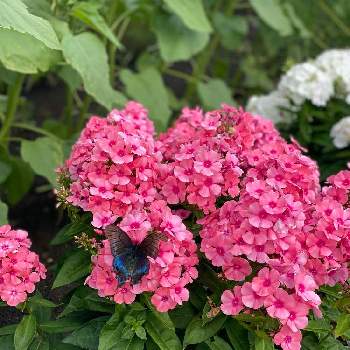 今日のお花♡の画像 by charkunさん | お出かけ先とフロックスと北海道の景色とピンク色と今日のお花♡とフロックス♡と可愛いと北海道