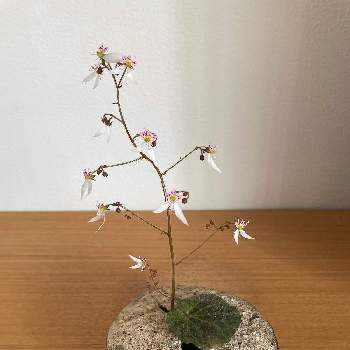 茶花の画像 by tsunemariさん | 部屋とユキノシタと山野草と茶花