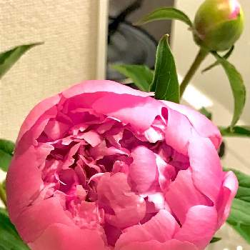 切花の画像 by モコさん | 部屋と芍薬と切花と芍薬♡