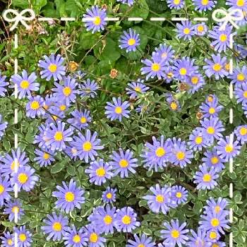 ブルーデージー 斑入りの画像 by まりりんさん | 小さな庭と季節の---と千葉県と庭の花といい色だわ♡と季節の花と我が家の花壇とブルーデージー♪と花いろいろとブルーデージー 斑入りと私のお庭